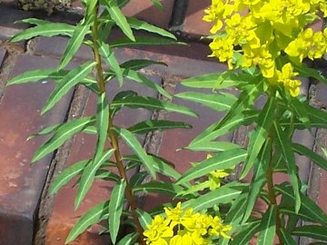 Euphorbia ceratocarpa / Euforbia cornuta